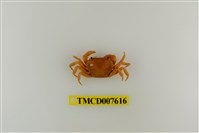 藏品(蔡氏澤蟹)的圖片